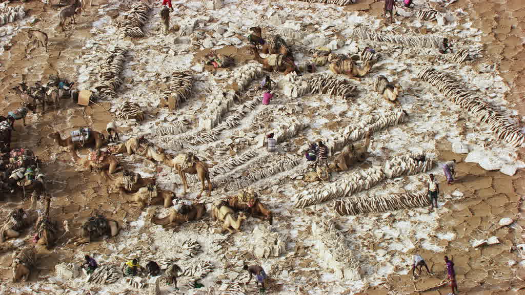 Caravane de dromadaires et exploitation traditionnelle du sel sur le lac Assal
