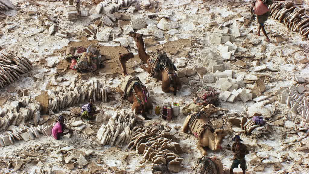 Caravane de dromadaires et exploitation traditionnelle du sel sur le lac Assal