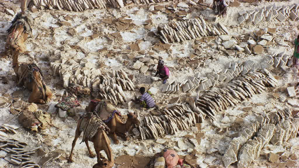 Caravane de dromadaires et exploitation traditionnelle du sel sur le lac Assal