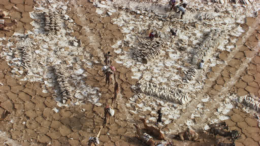 Caravane de dromadaires et exploitation traditionnelle du sel sur le lac Assal