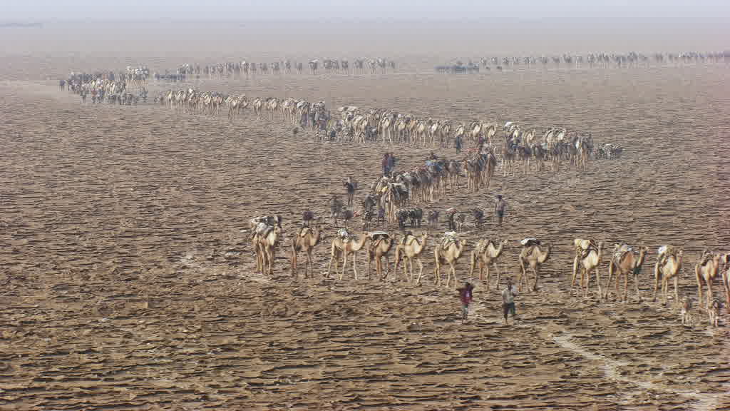 Caravane de dromadaires et exploitation traditionnelle du sel sur le lac Assal