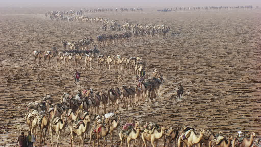 Caravane de dromadaires et exploitation traditionnelle du sel sur le lac Assal