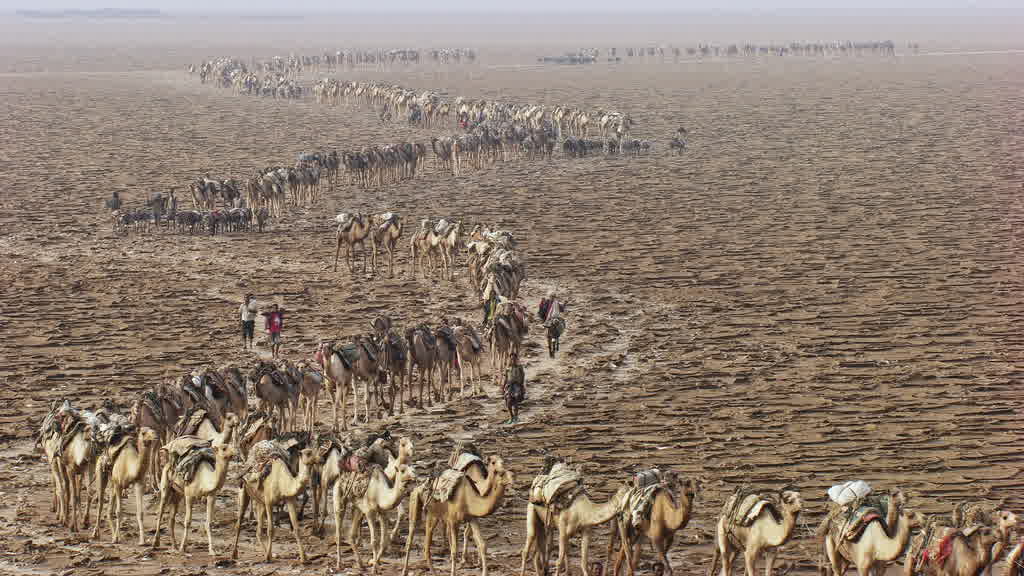 Caravane de dromadaires et exploitation traditionnelle du sel sur le lac Assal