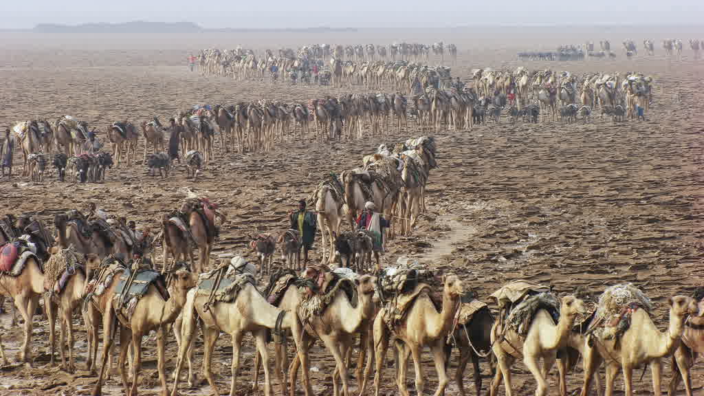 Caravane de dromadaires et exploitation traditionnelle du sel sur le lac Assal