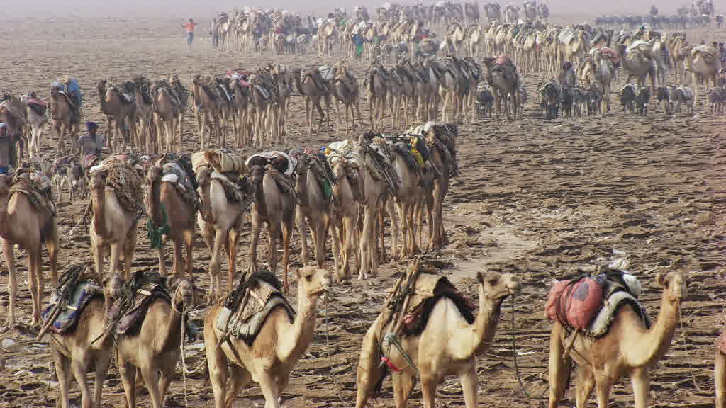 Caravane de dromadaires et exploitation traditionnelle du sel sur le lac Assal