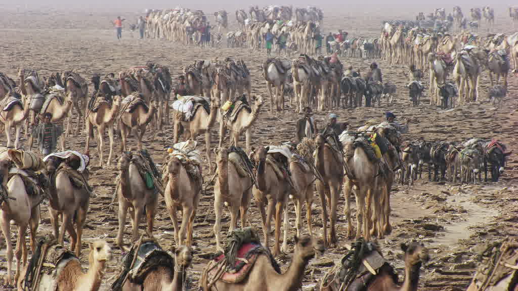 Caravane de dromadaires et exploitation traditionnelle du sel sur le lac Assal