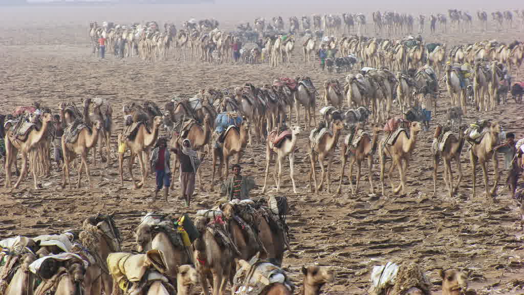 Caravane de dromadaires et exploitation traditionnelle du sel sur le lac Assal