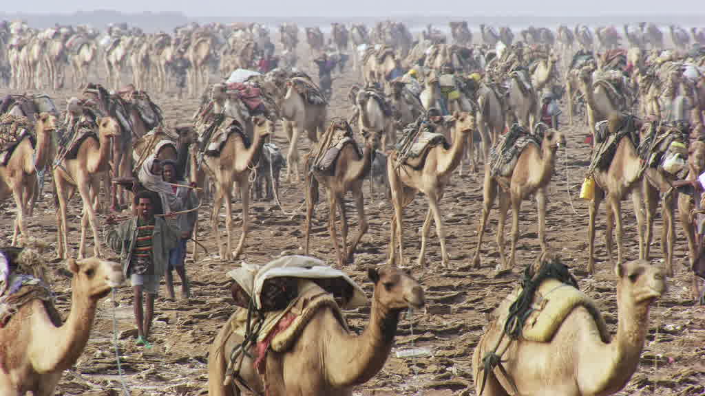 Caravane de dromadaires et exploitation traditionnelle du sel sur le lac Assal