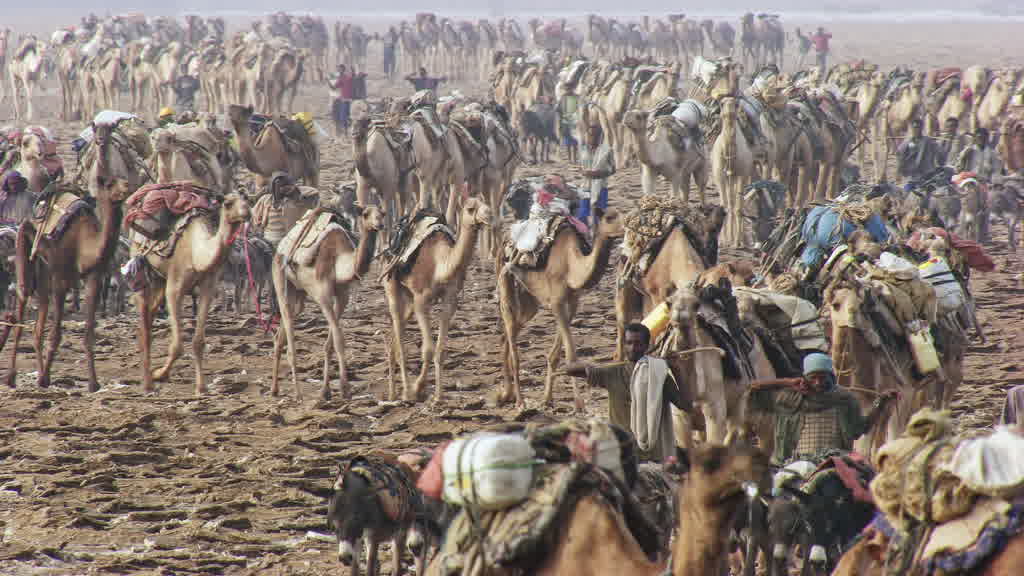 Caravane de dromadaires et exploitation traditionnelle du sel sur le lac Assal