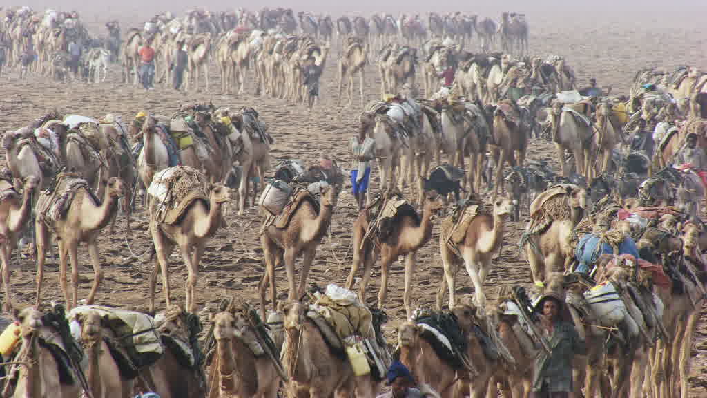 Caravane de dromadaires et exploitation traditionnelle du sel sur le lac Assal