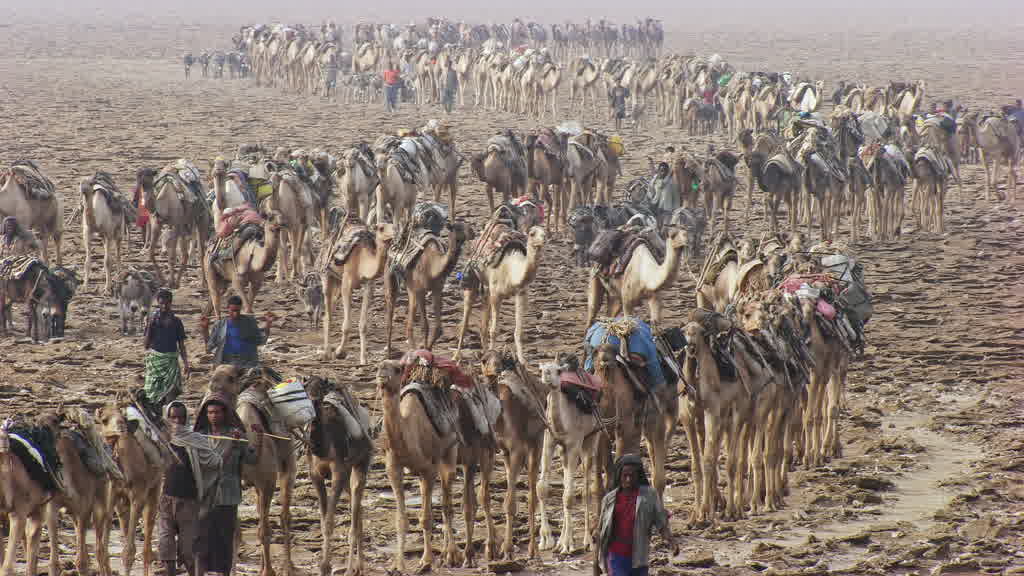 Caravane de dromadaires et exploitation traditionnelle du sel sur le lac Assal