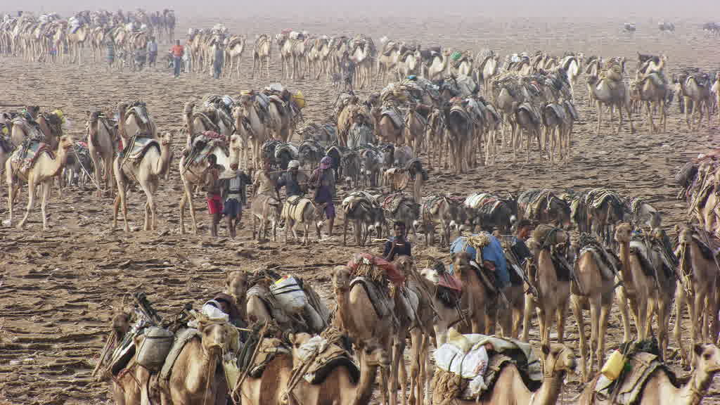 Caravane de dromadaires et exploitation traditionnelle du sel sur le lac Assal