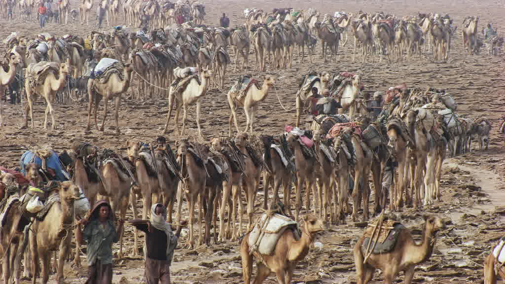 Caravane de dromadaires et exploitation traditionnelle du sel sur le lac Assal