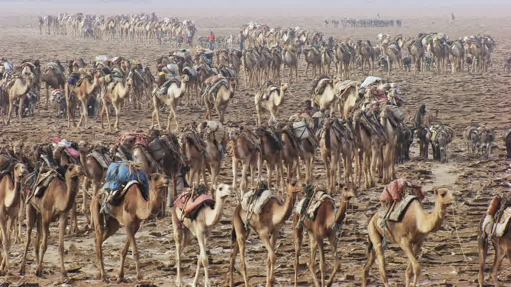 Caravane de dromadaires et exploitation traditionnelle du sel sur le lac Assal