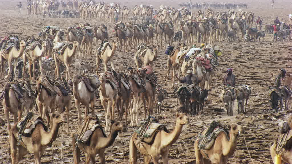 Caravane de dromadaires et exploitation traditionnelle du sel sur le lac Assal