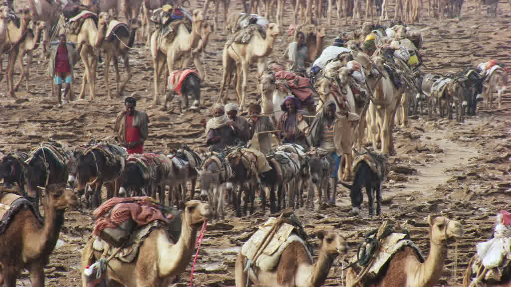 Caravane de dromadaires et exploitation traditionnelle du sel sur le lac Assal
