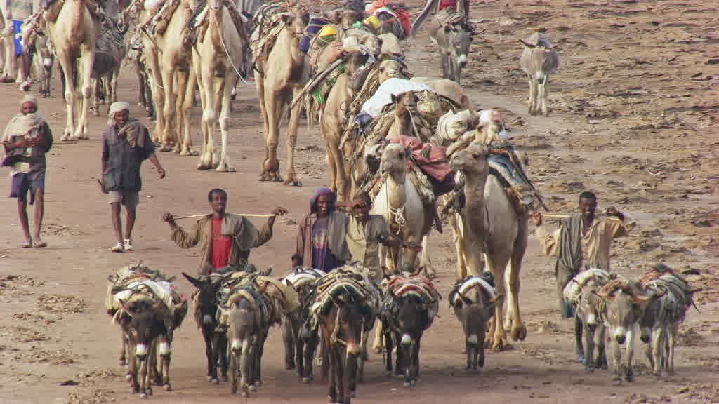 Caravane de dromadaires et exploitation traditionnelle du sel sur le lac Assal
