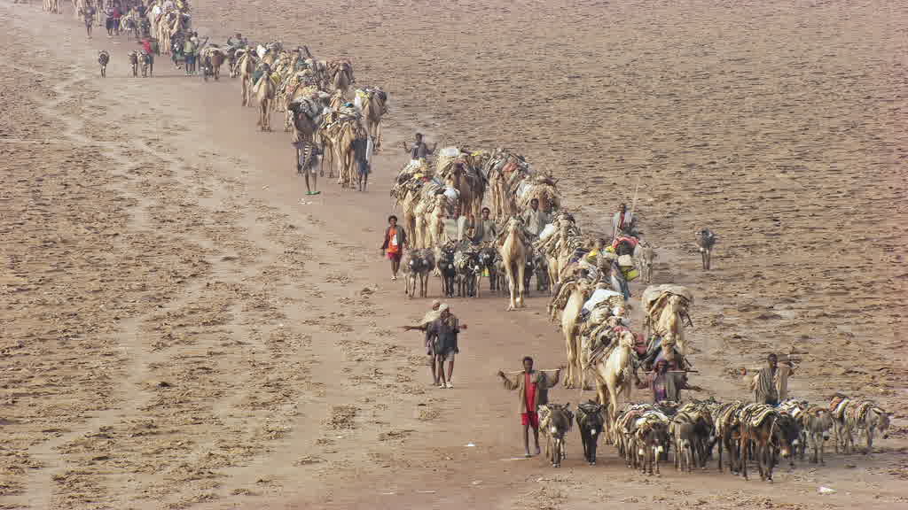 Caravane de dromadaires et exploitation traditionnelle du sel sur le lac Assal