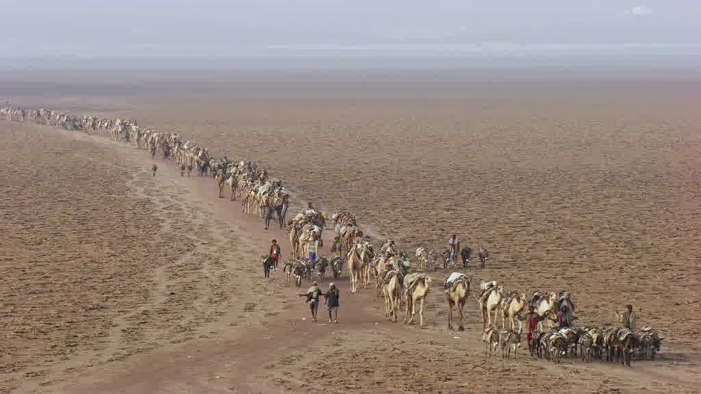Caravane de dromadaires et exploitation traditionnelle du sel sur le lac Assal