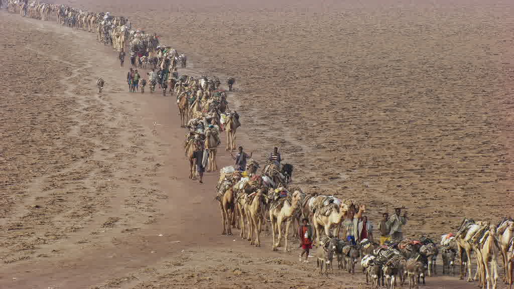 Caravane de dromadaires et exploitation traditionnelle du sel sur le lac Assal