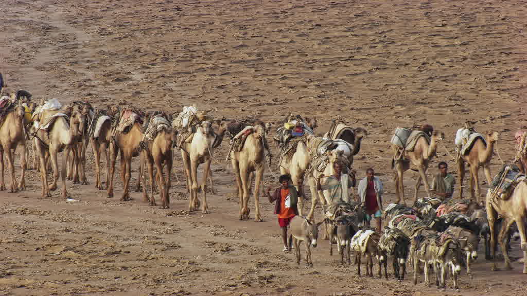 Caravane de dromadaires et exploitation traditionnelle du sel sur le lac Assal