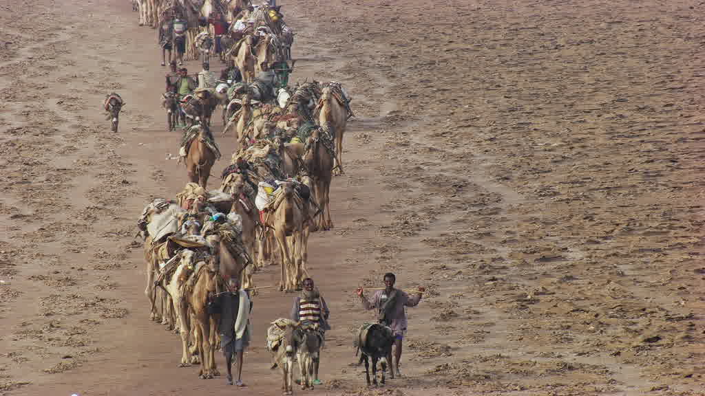 Caravane de dromadaires et exploitation traditionnelle du sel sur le lac Assal