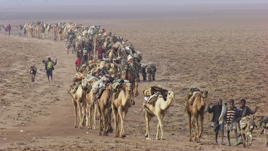 Caravane de dromadaires et exploitation traditionnelle du sel sur le lac Assal