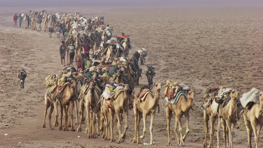 Caravane de dromadaires et exploitation traditionnelle du sel sur le lac Assal