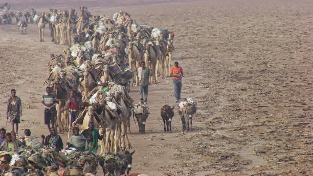 Caravane de dromadaires et exploitation traditionnelle du sel sur le lac Assal