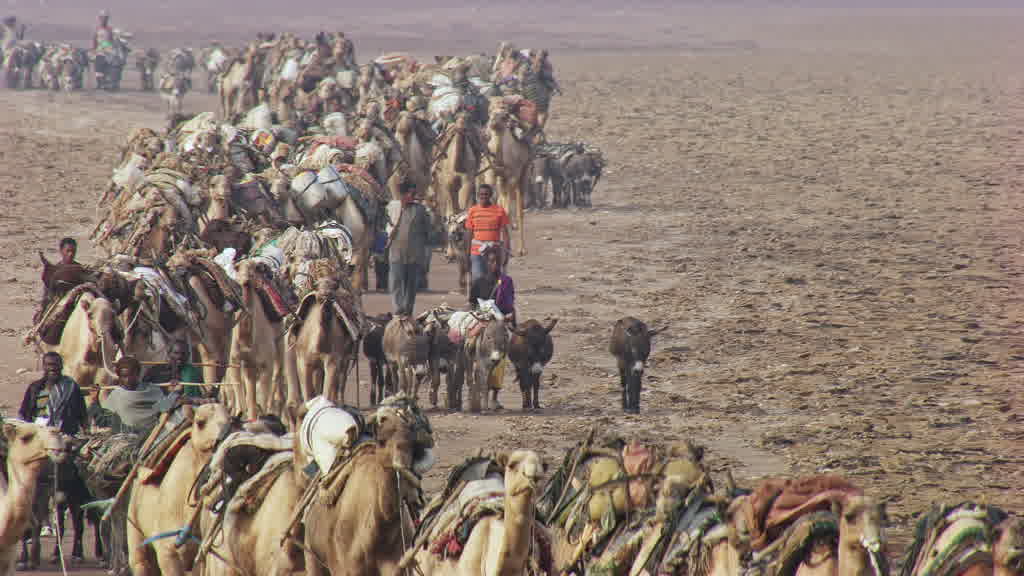 Caravane de dromadaires et exploitation traditionnelle du sel sur le lac Assal