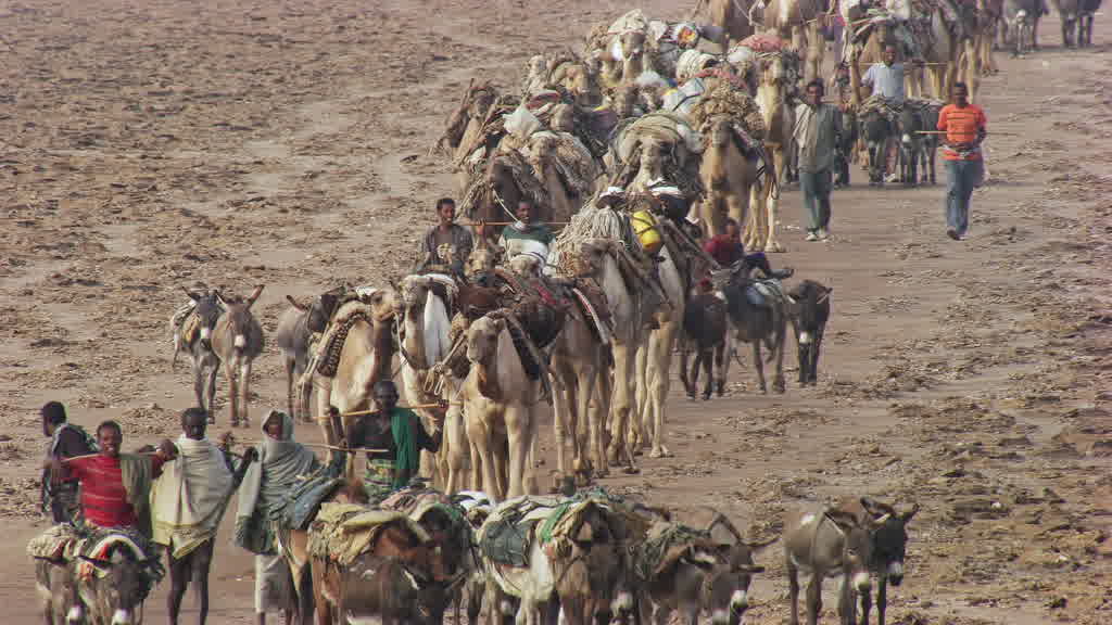 Caravane de dromadaires et exploitation traditionnelle du sel sur le lac Assal