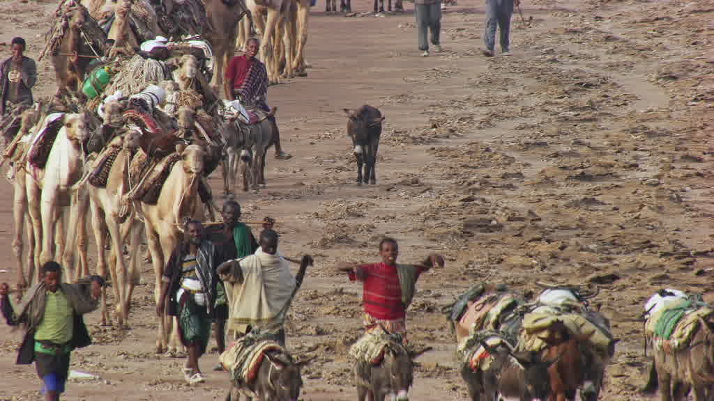 Caravane de dromadaires et exploitation traditionnelle du sel sur le lac Assal