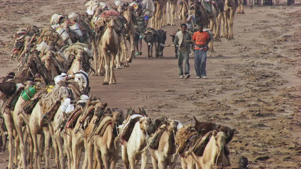 Caravane de dromadaires et exploitation traditionnelle du sel sur le lac Assal