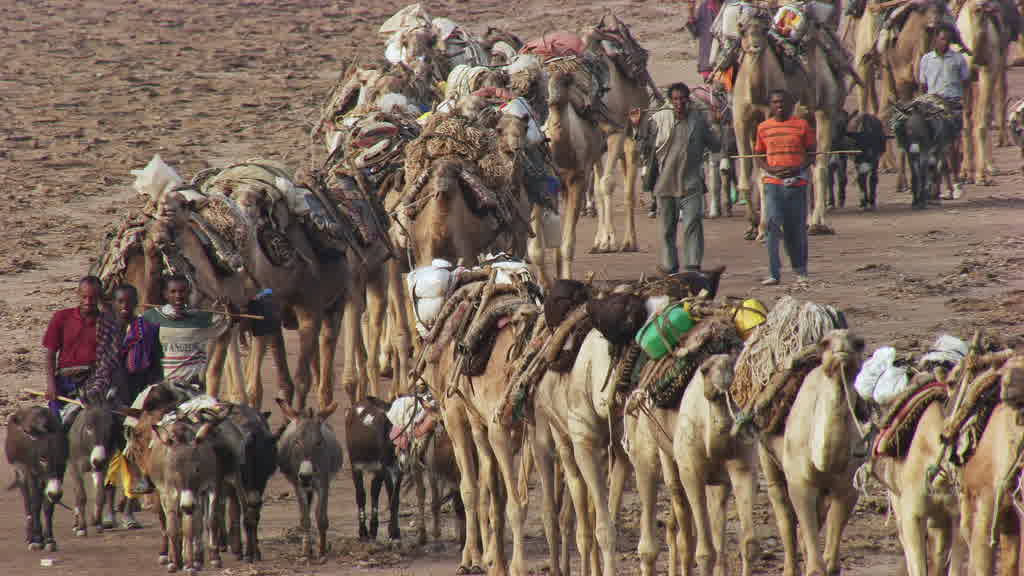 Caravane de dromadaires et exploitation traditionnelle du sel sur le lac Assal