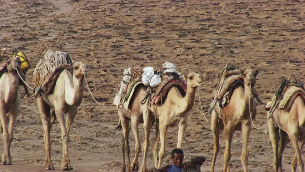 Caravane de dromadaires et exploitation traditionnelle du sel sur le lac Assal