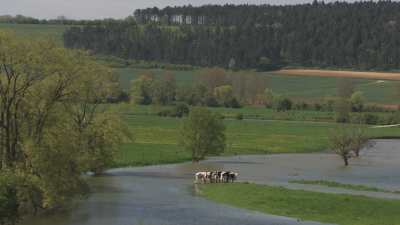 Vaches sur un étang