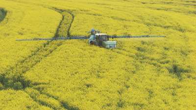 Tracteur dans un champ de Colza
