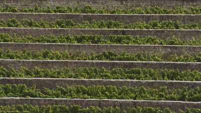 Vendanges dans les vignes du Maine-et-Loire