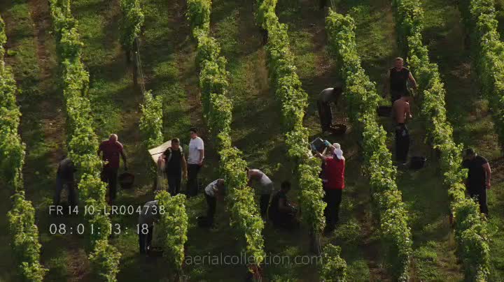 Vendanges dans les vignes du Maine-et-Loire