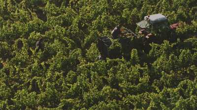 Vendanges dans les vignes du Maine-et-Loire