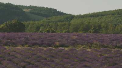 Paysages de Provence, montagnes et champs de lavande