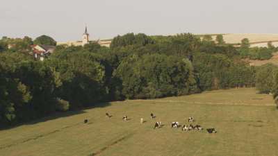 Pâturages dans la campagne française