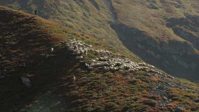 Moutons dans la montagne