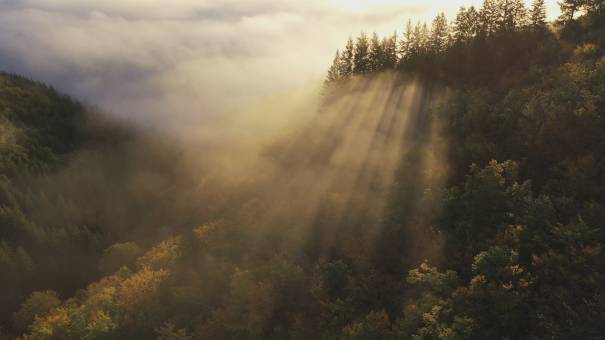 Forêts