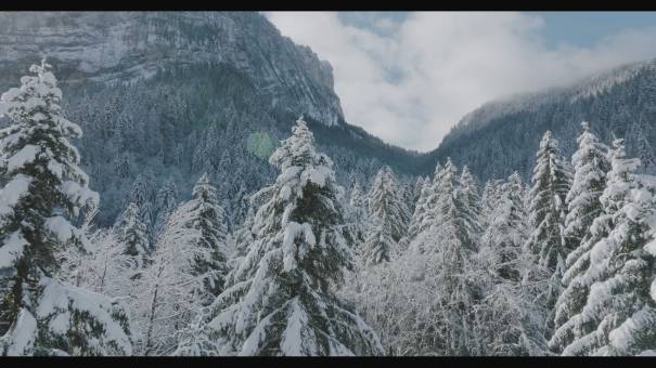 Forêts