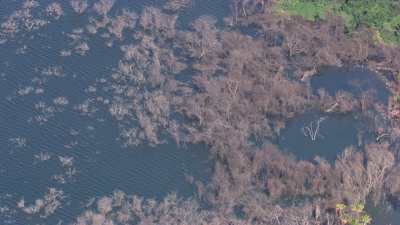 Etang saumâtre,arbres dans l'eau