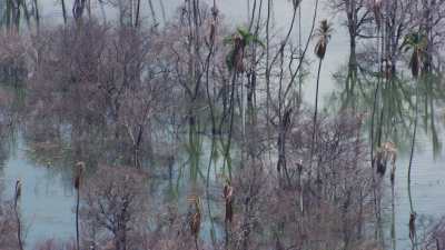 Lac d'eau saumâtre inondé, arbres dans l'eau