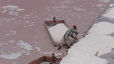 Gros plan du ramassage du sel dans les salins