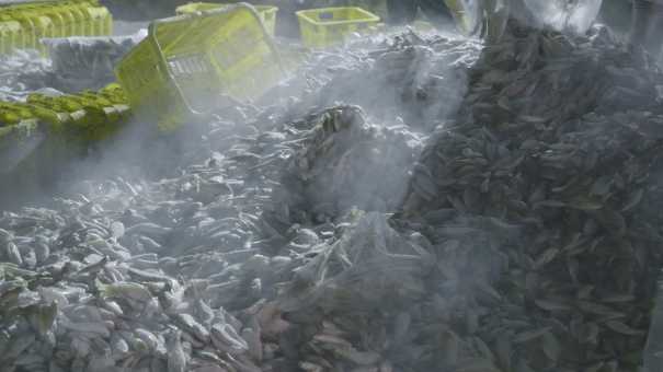 Port de pêche sur la côte nord de Java