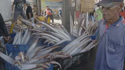 Déchargement de poisson sur la côte nord de Java